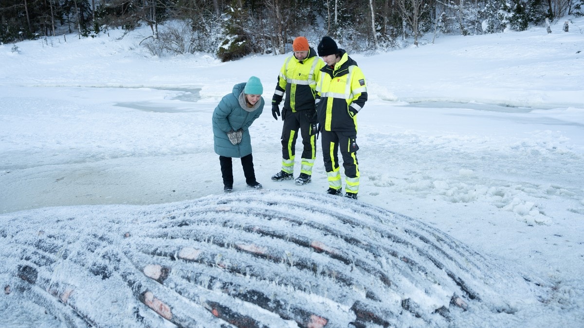 Må fjerne død knølhval i Mossesundet: – Det blir ikke så delikat