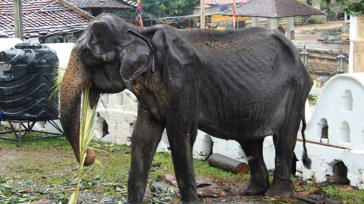 Sterke reaksjoner på bilder av underernært elefant