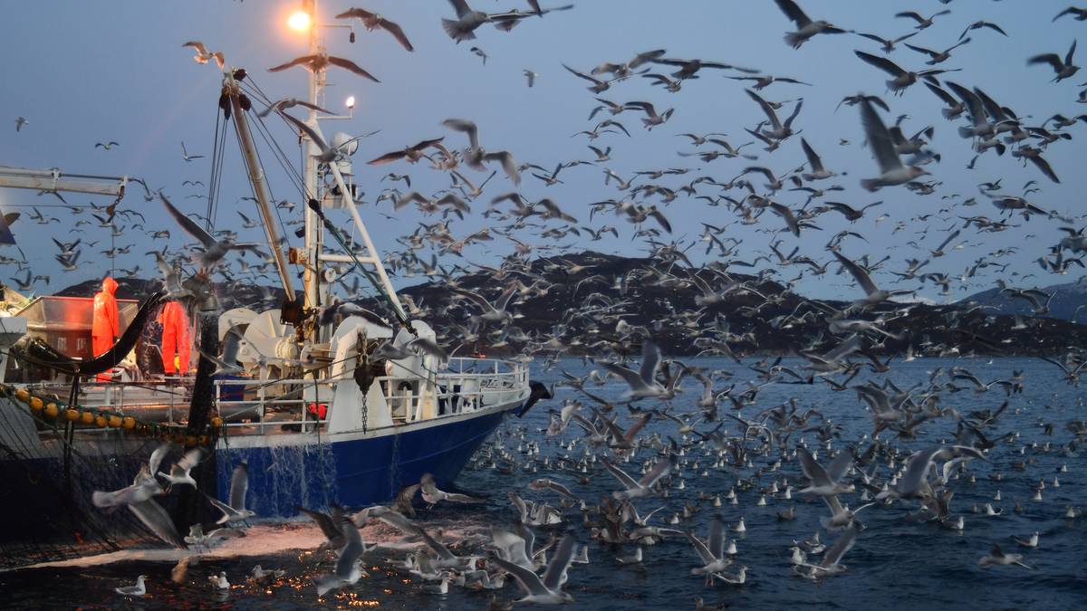 Skremmelyder kan holde måkene vekk