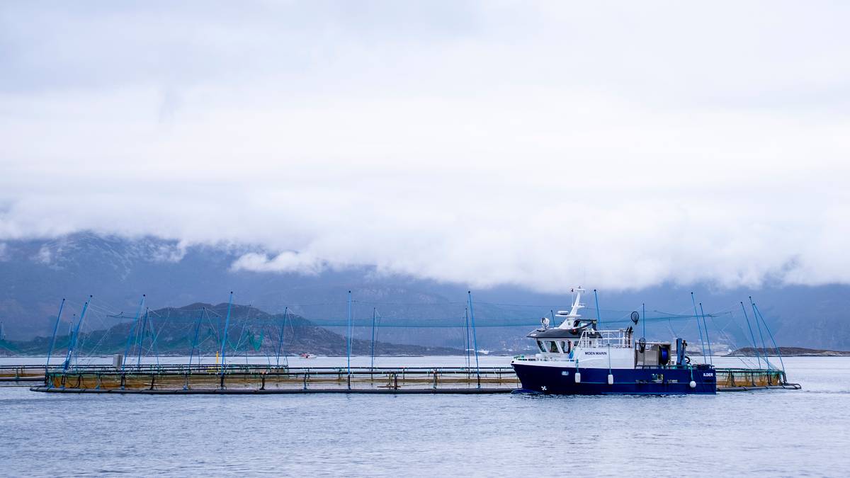 Mowi vokser kraftig – tross fallende laksepriser