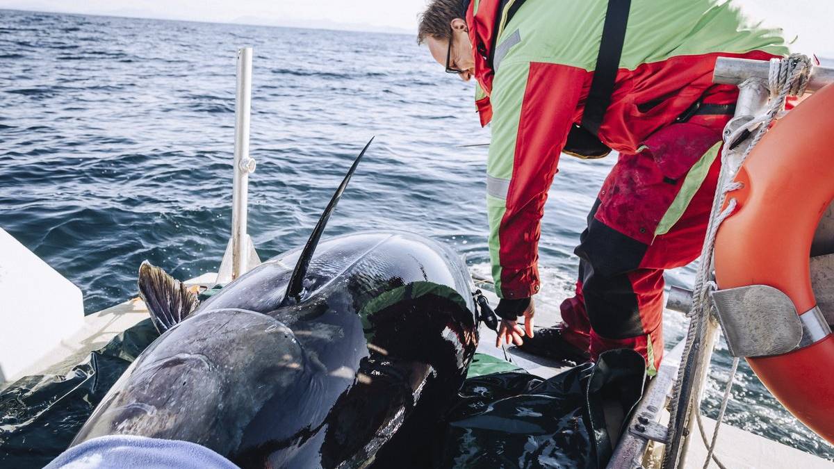Makrell­størja får forskarar til å klø seg i hovudet: – Aldri sett liknande