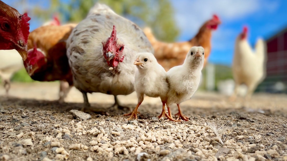 Kvar blei det av høna?