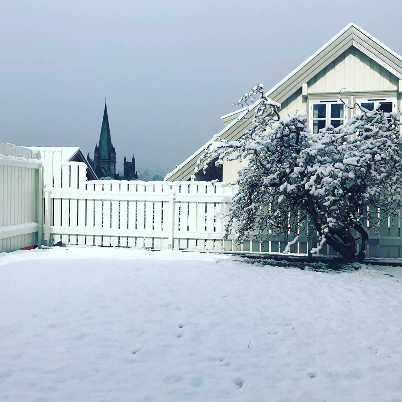 Snø i mai. Plena, treet og gjerdet i denne hagen er dekket av snø. Nidarosdomen i bakgrunnen.