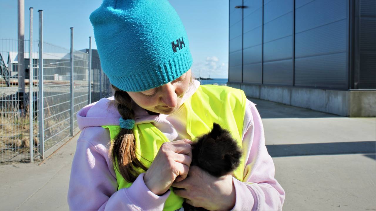 Dyrebeskyttelsen hentet hjem 17 katter fra Værøy.