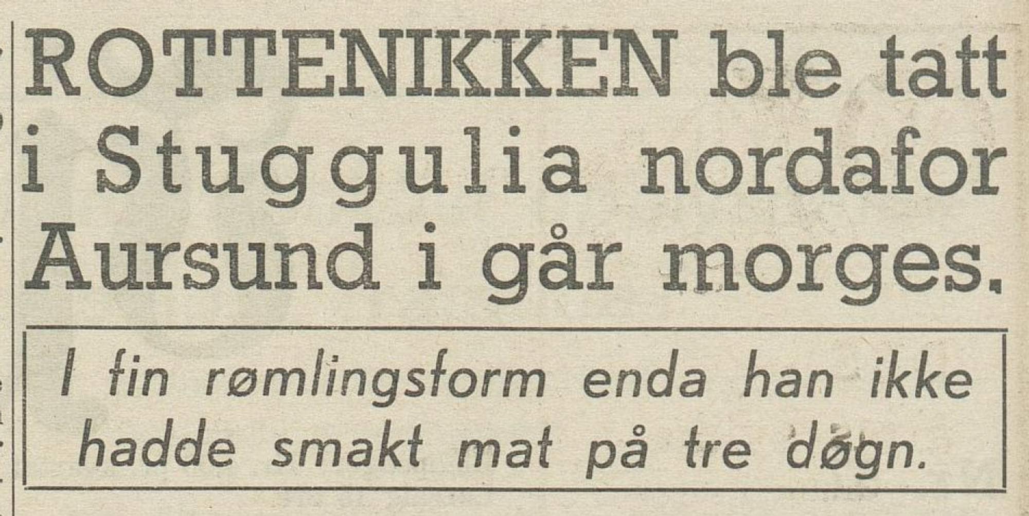 Faksimile fra Fjell-Ljom 27. mai 1953 hvor det står: "Rottenikken ble tatt i stuggulia nordafor Aursund i går morges. I fin rømlingsform enda hanikke hadde smakt mat på tre døgn."