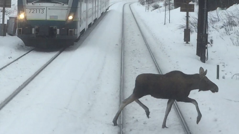 Elg flykter fra snøen og havner i togsporet
