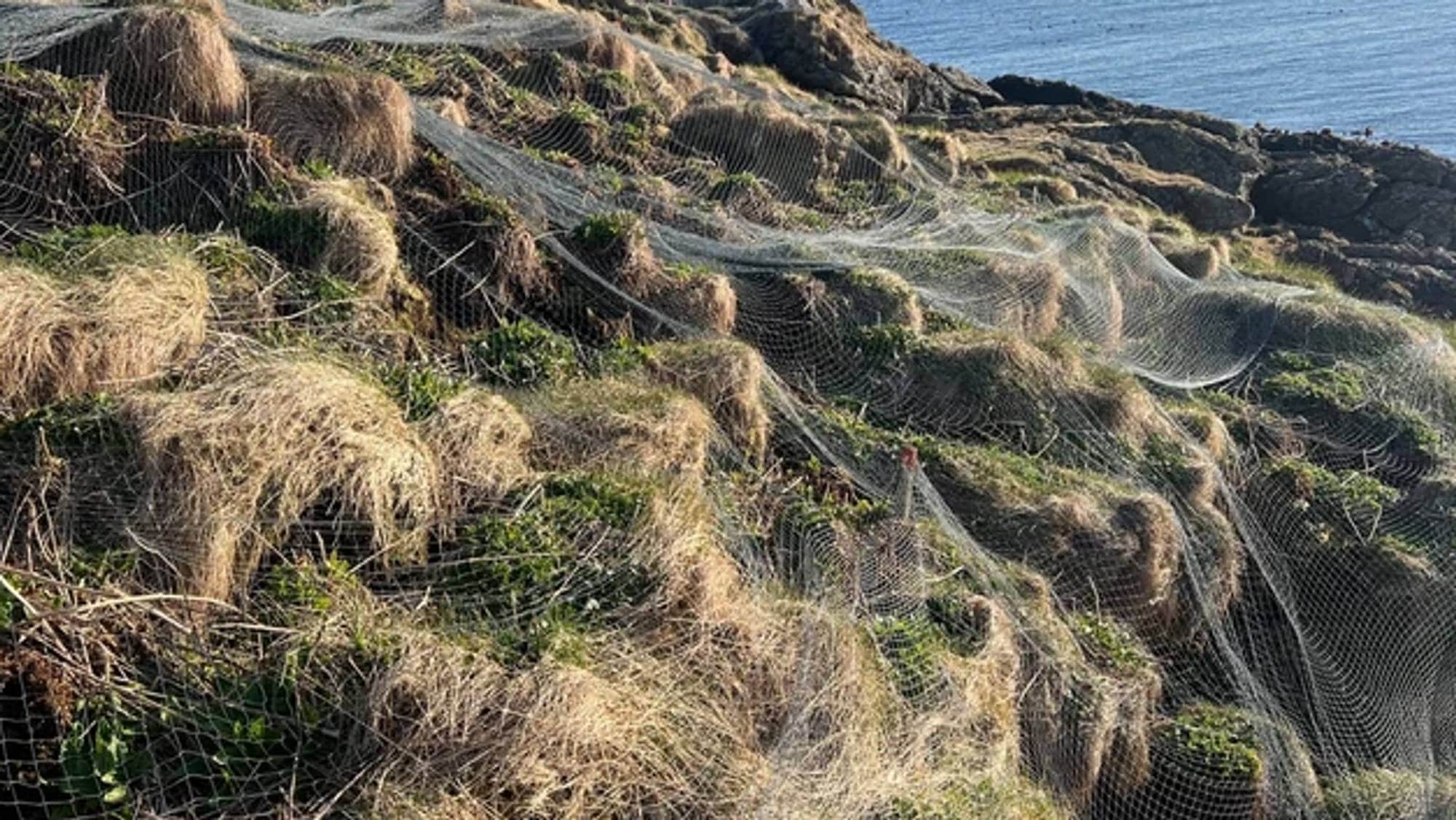 Nett over lundefugler på Røst.