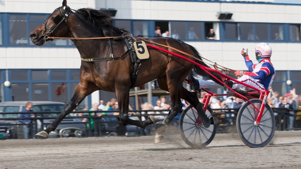 Verdensrekord Av Norsk Superhest – NRK Sport – Sportsnyheter ...