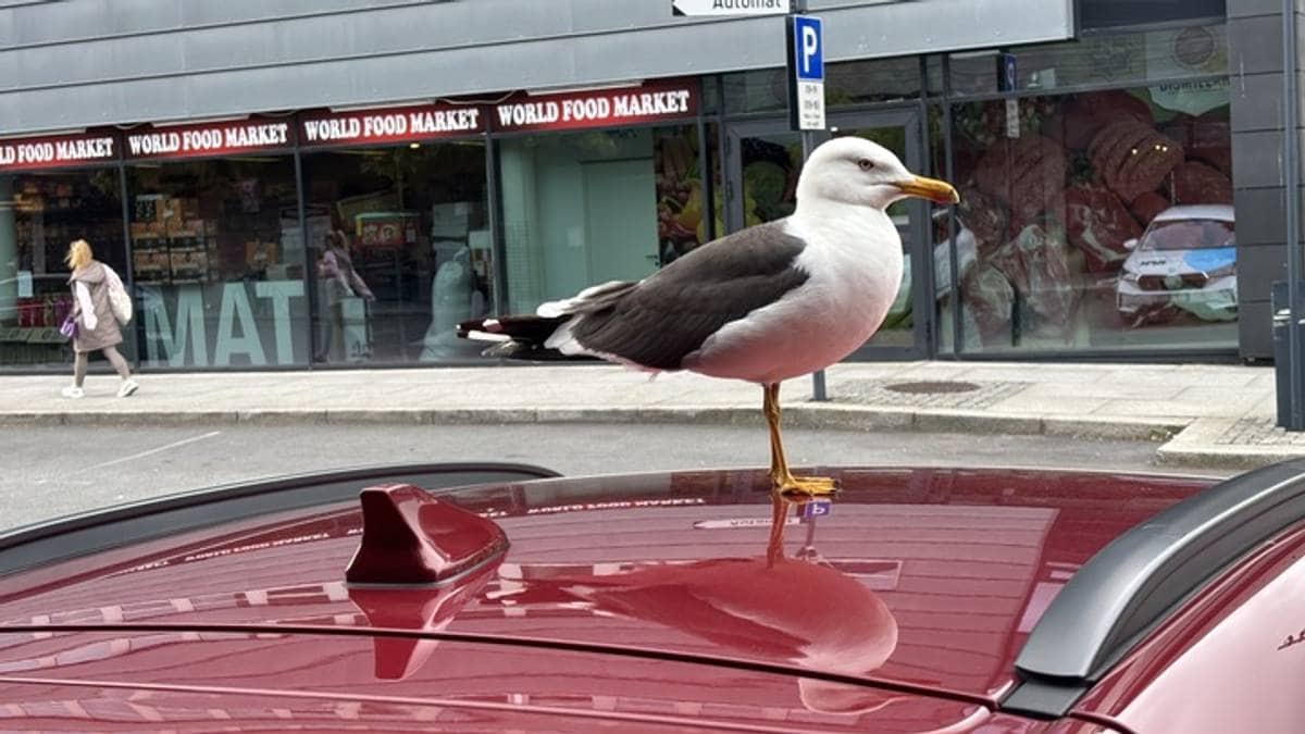 Disse bilfargene er mest utsatte for måkedritt