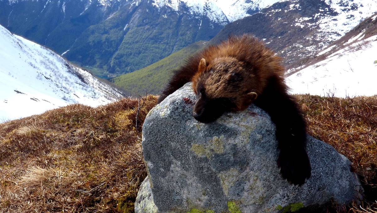 Hannjerv Skoten I Fjærland Nrk Vestland 