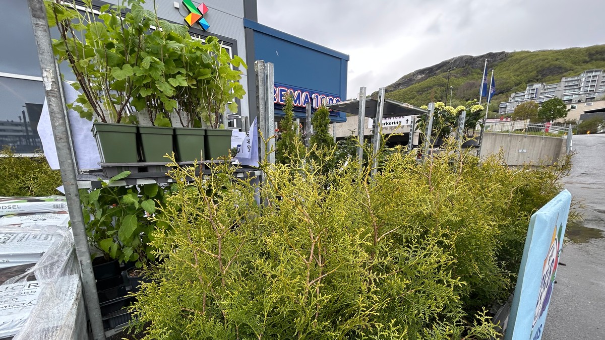 Matbutikker selger flere planter: Færre gartnerier i Norge