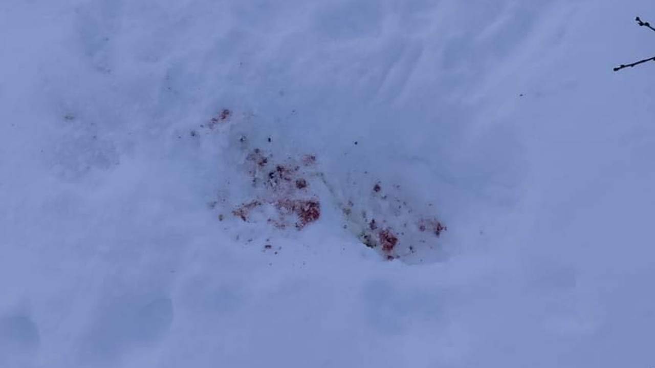 Blodspor i snøen 
