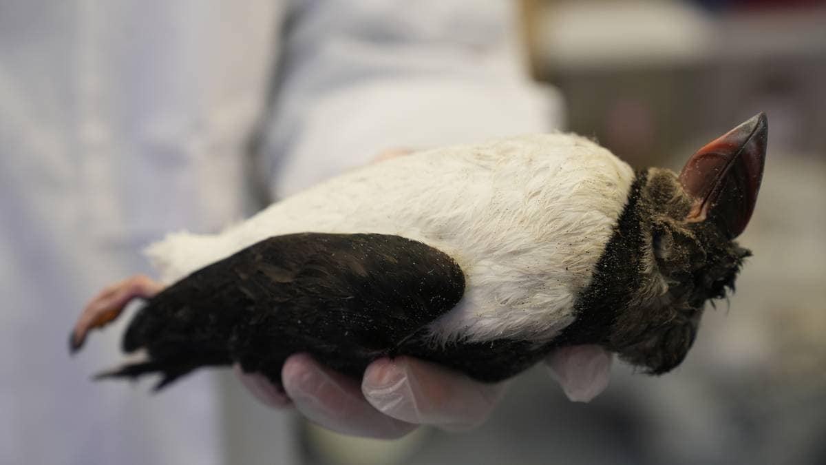 Har funnet flere døde lundefugler