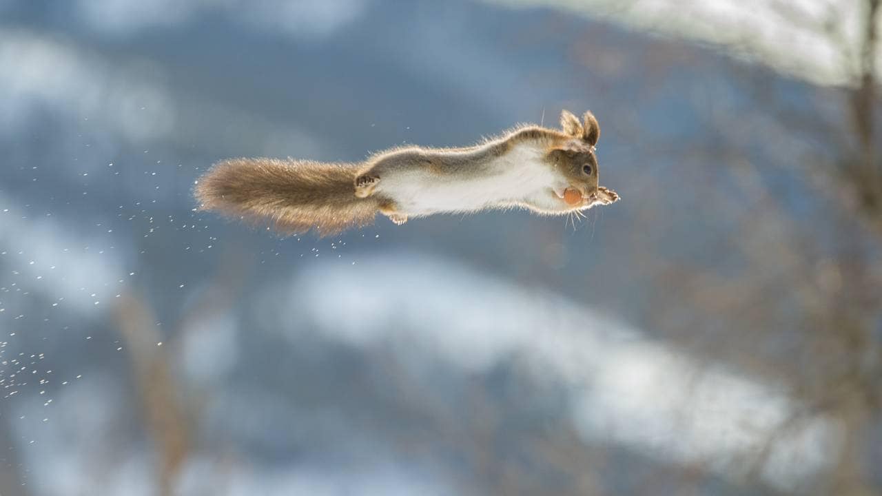 Flygande ekorn med nøtt