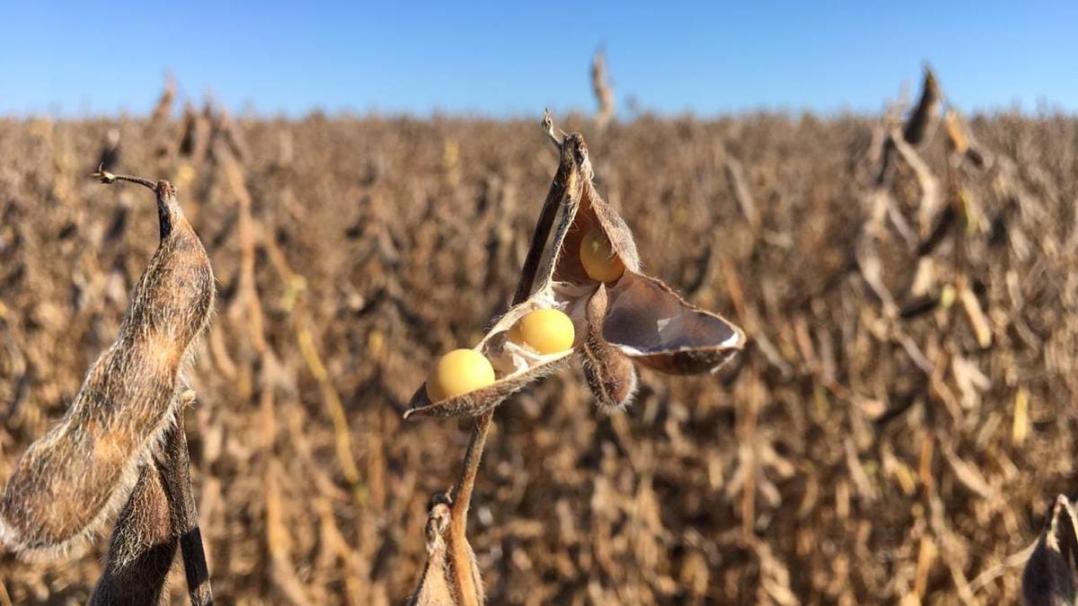 Reddet regnskog fra matproduksjon – nå kan «suksessordningen» ryke