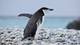 Foto: WWF-Aus / Chris Johnson / WW2CT3385 Ringpingvin, Antarctic Peninsula,