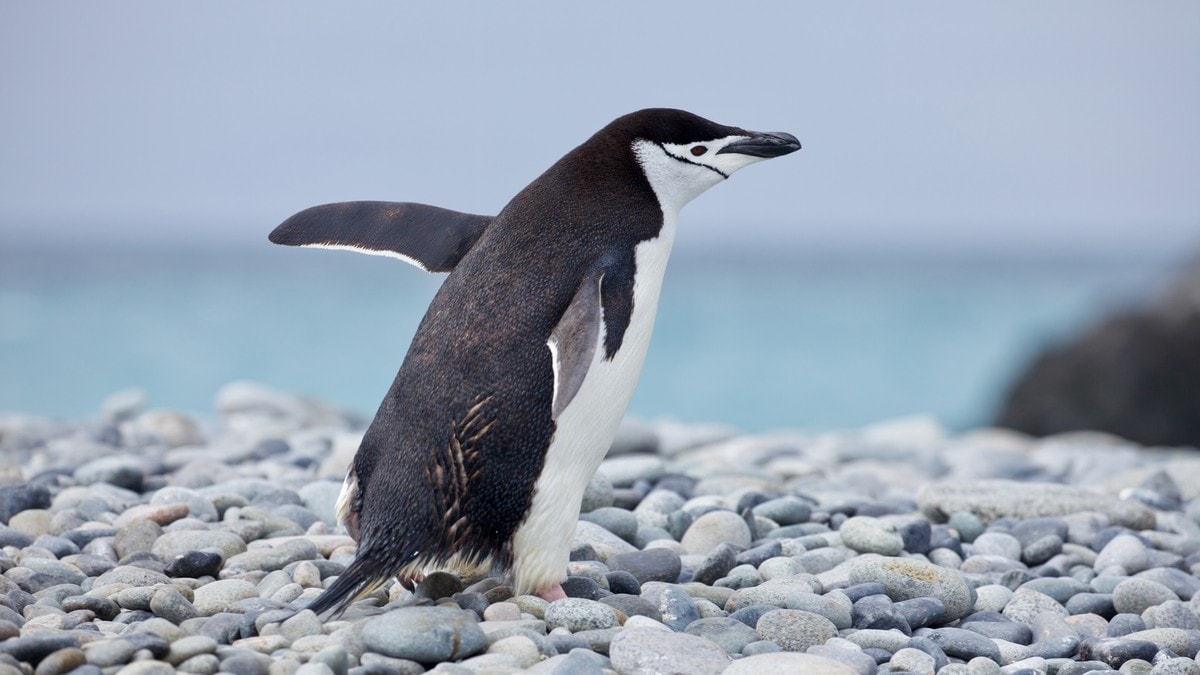 WWF-rapport: Stor nedgang i dyrebestander over hele verden