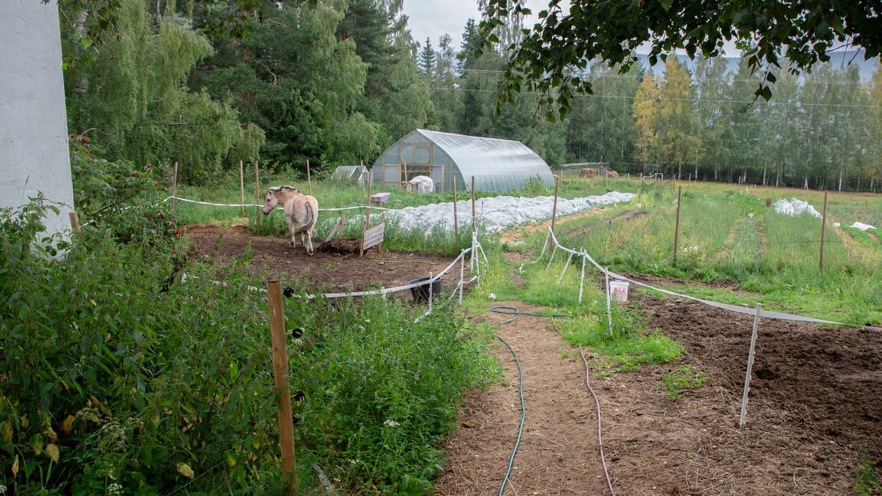 Garden til Marte Olsen august 2021.