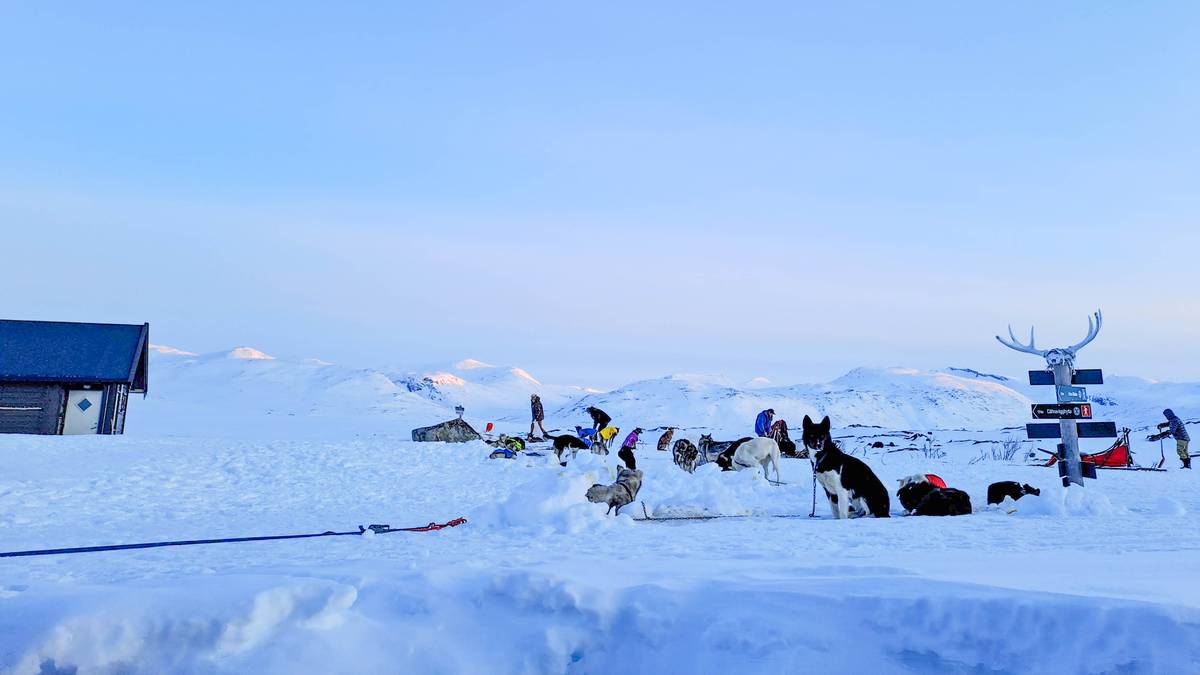 Åtte turister og 50 polarhunder fersket på DNT-hytte – hadde ikke betalt for seg