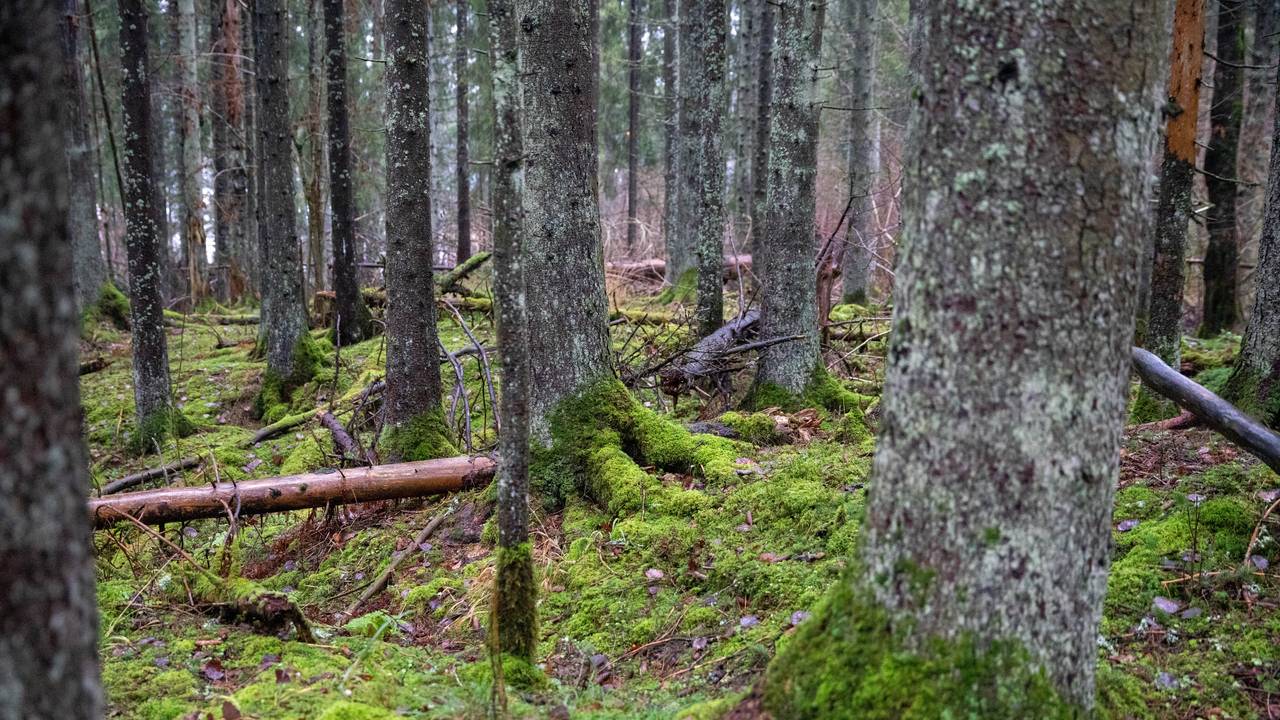 skog vinterbro