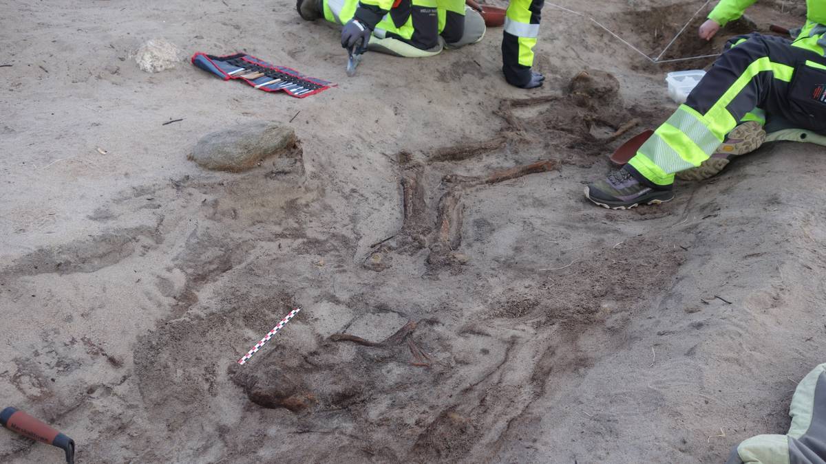 Fant kvinne og hund i båtgrav fra vikingtida