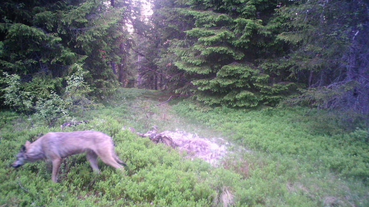 Har jaktet på denne ulven siden i fjor sommer