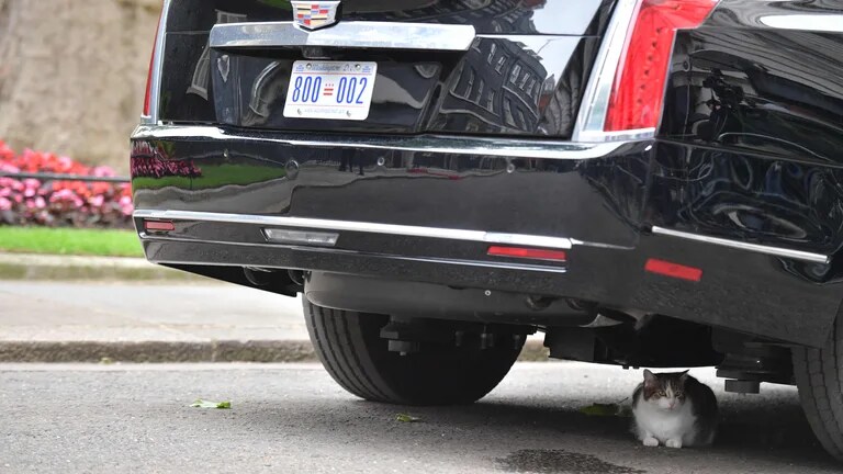 Larry the cat is seen under a limousine in 2019.