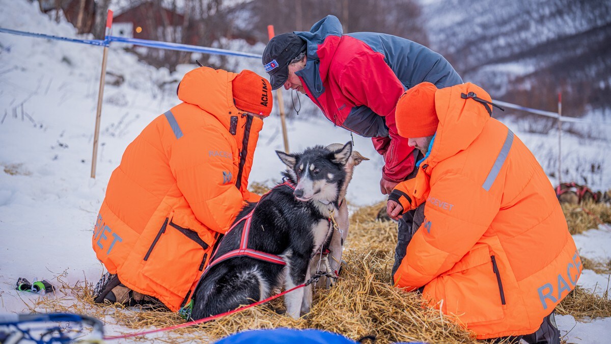 Hund ble overopphetet: – Hvis temperaturene ikke var forsvarlig, ville vi ikke konkurrert