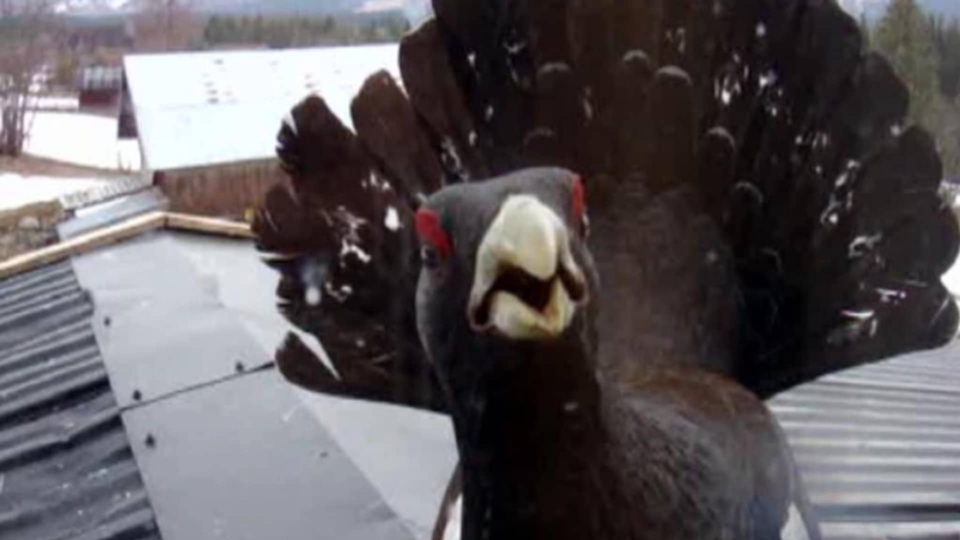 Tiur på taket – NRK