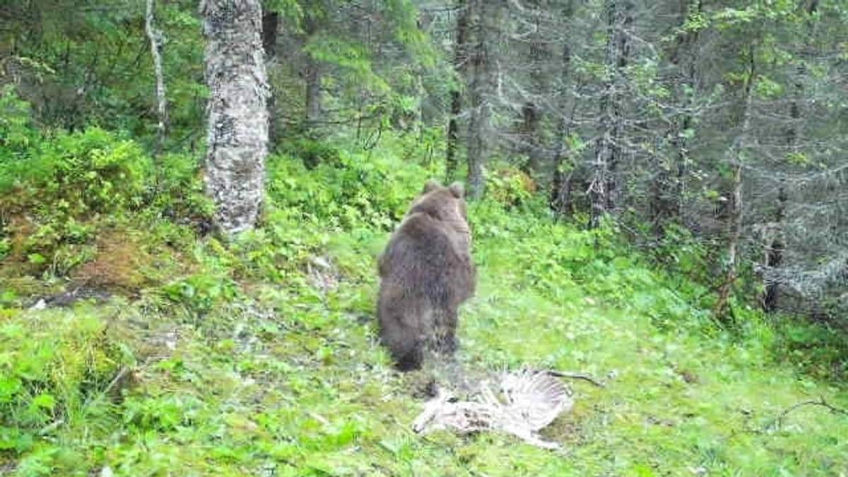 Bjørnen river av jura mens sauen enno lever: – Det er spesielle greier