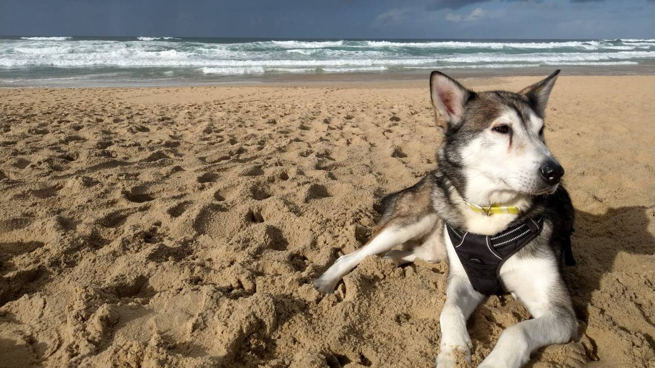Dodo på stranden