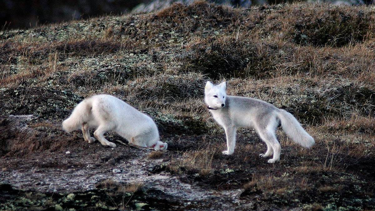 Advarer mot farlig parasitt på Svalbard – kan i verste fall være dødelig for mennesker