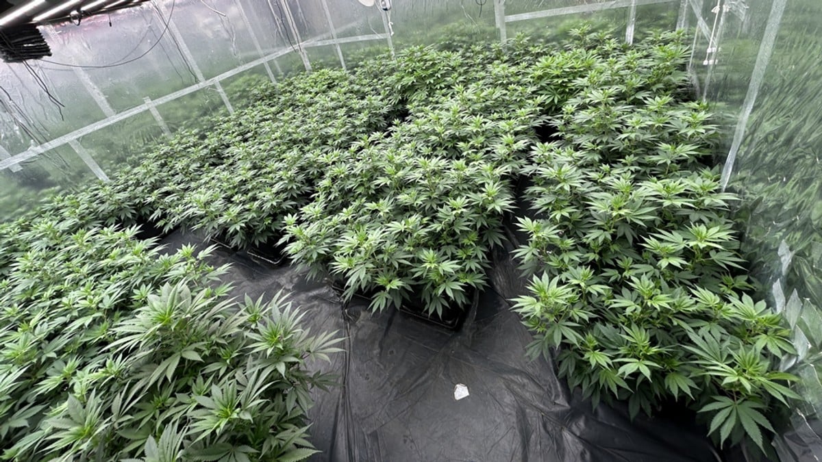 Dømt for cannabisplantasje i Valdres