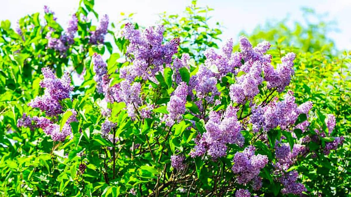 Syrinene får blomstre videre – miljøministeren setter foten ned mot forbud