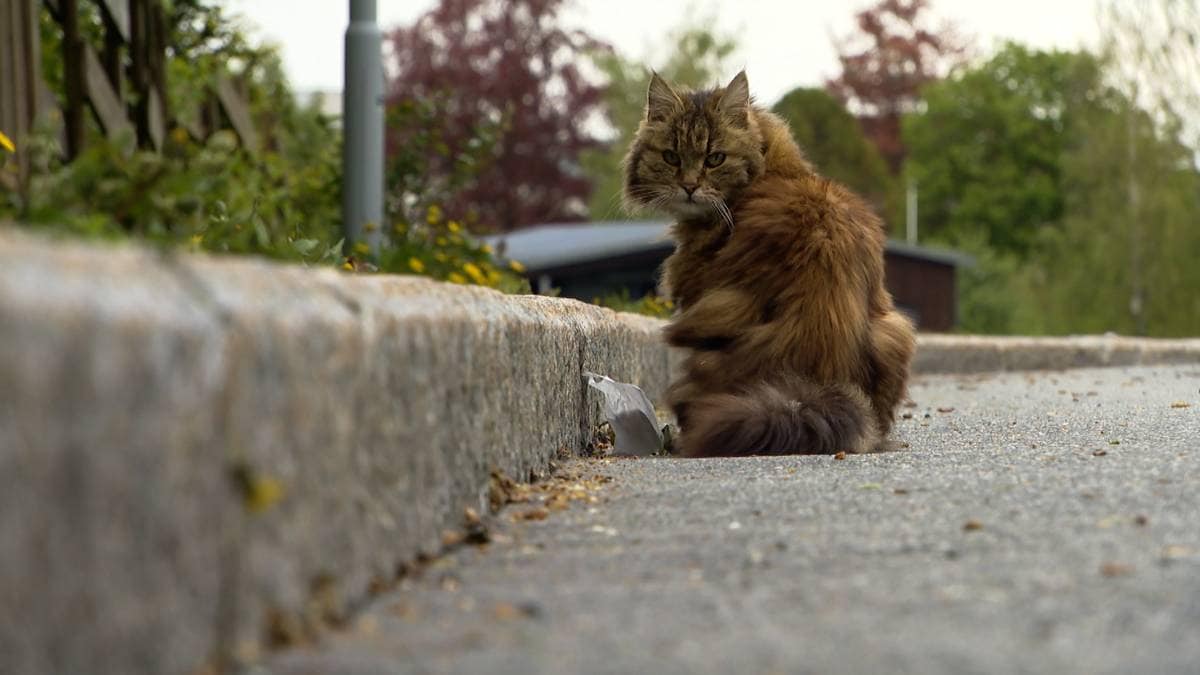 Flere katter dumpes