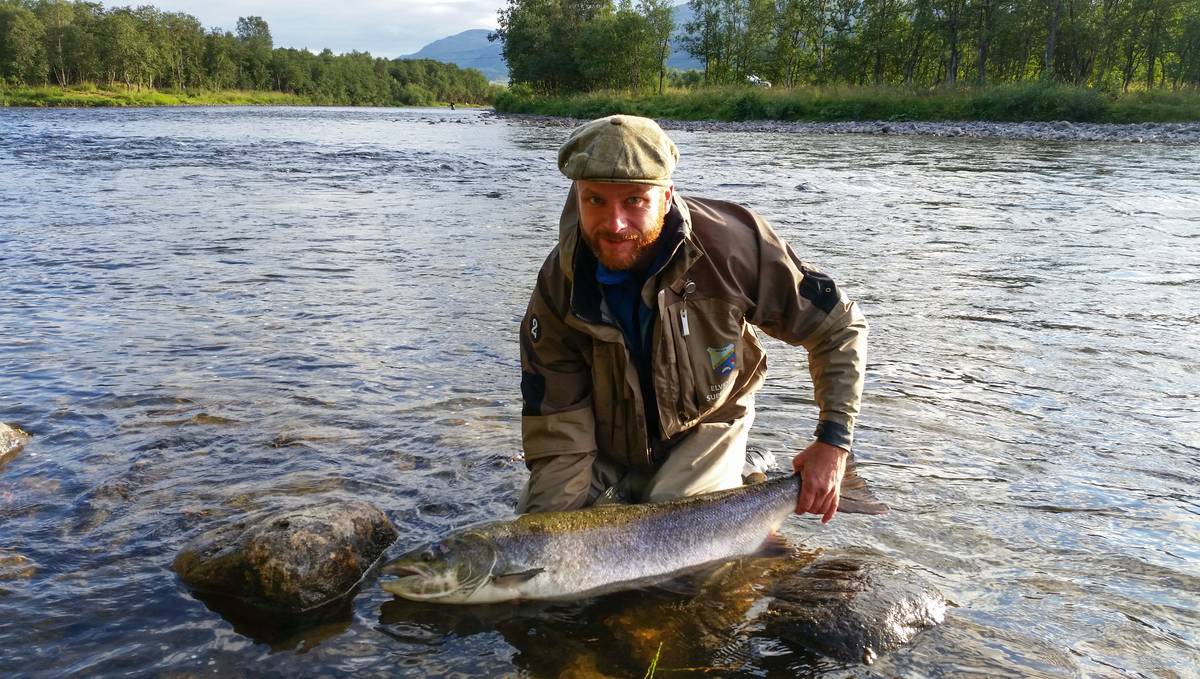 Fått pukkellaks på kroken? Dette gjør kokkene med den utskjelte fisken