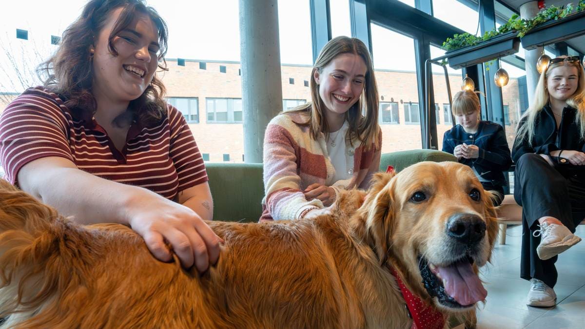 Hundekosing for å roe eksamensnerver