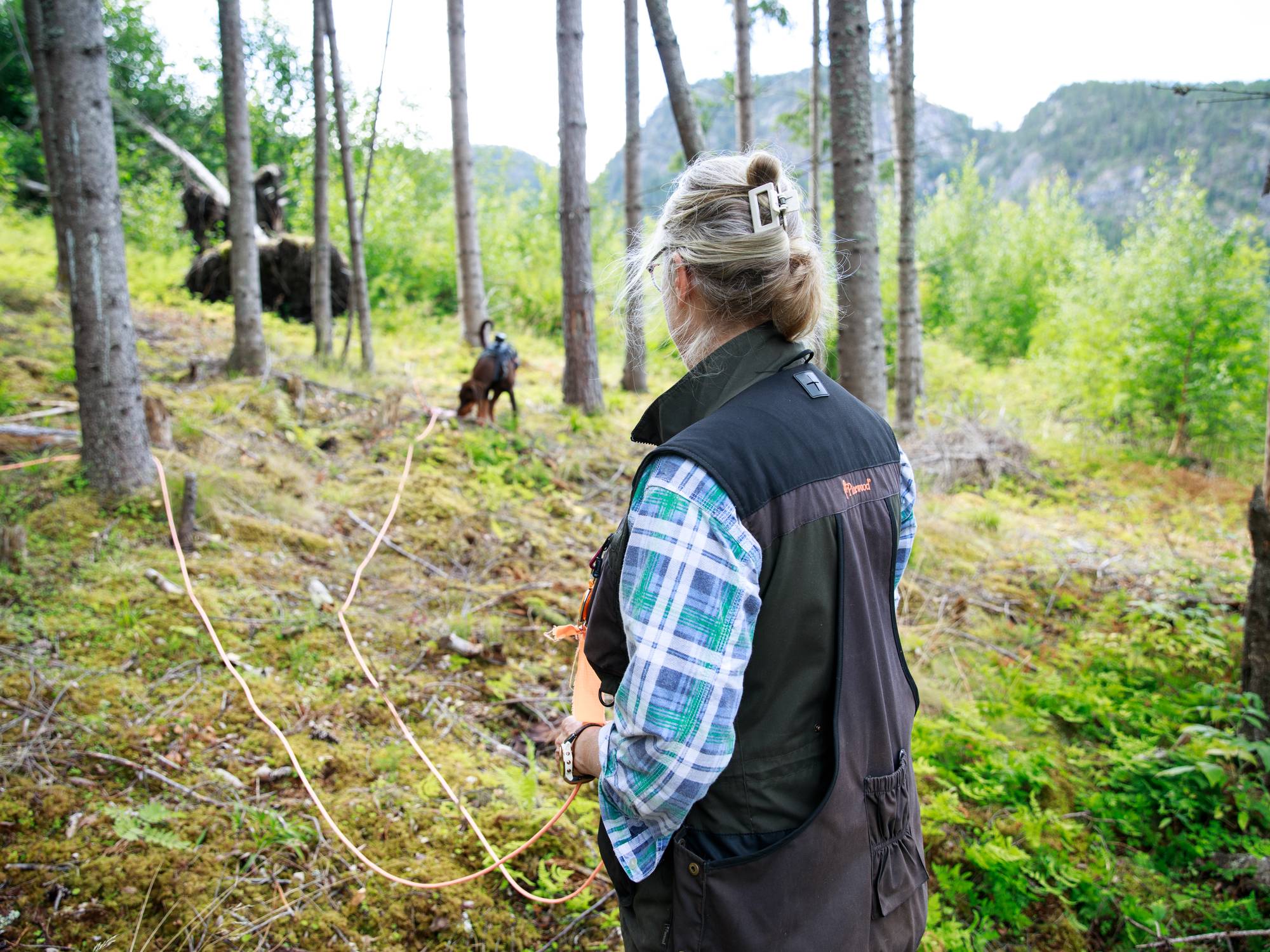 Ulike bilder av Brandi og Sol-Britt Molin som trener på å finne barkbiller i skogen i Nesbyen kommune. 