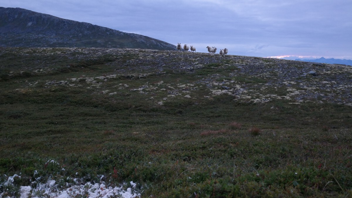 Mer sauetap i Finnmark, mindre i Troms