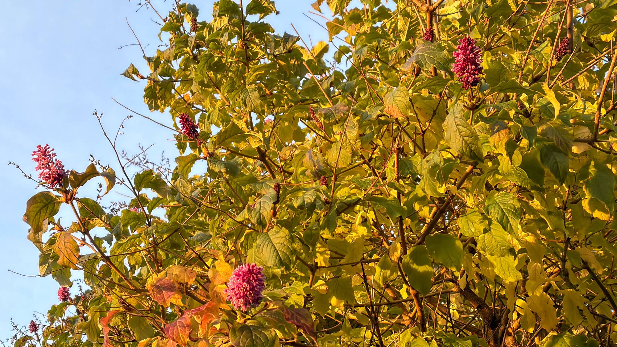 Et tre med syriner blomstrer med blå himmel i bakgrunn.
