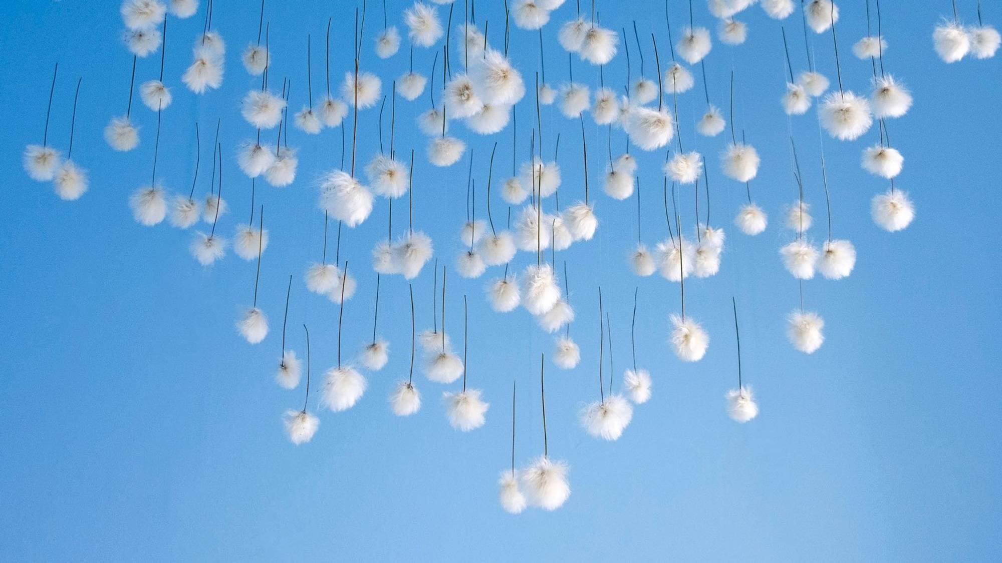 Kunstverket Arctic cotton grass av Bolatta Silis-Høegh fra utstillingen Qillaniq i Ottawa 2026. 