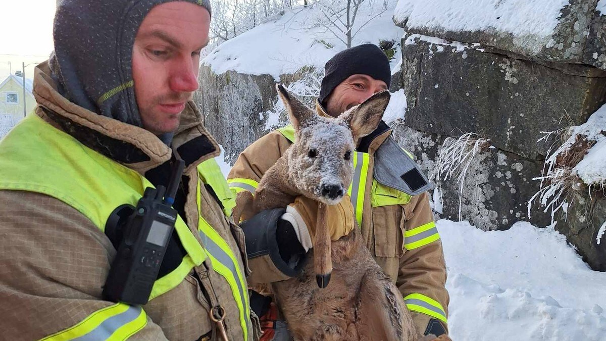 «Bambi» reddet fra isen