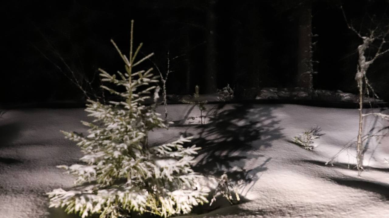Snø og trær i Ulvåa på natten
