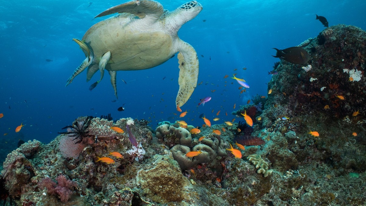 Great Barrier Reef rammet av hett hav – store skader på verdens største korallrev