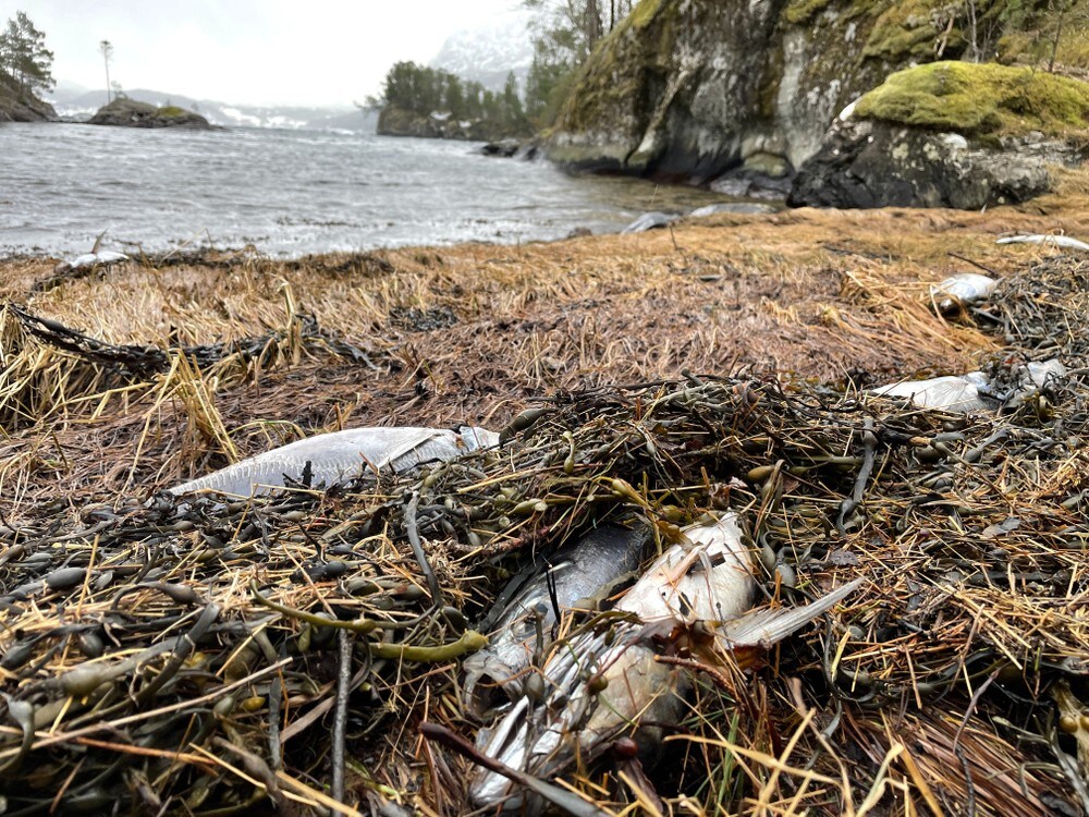 Store mengder død makrell flyt i land – trur ikkje noko kriminelt ligg bak