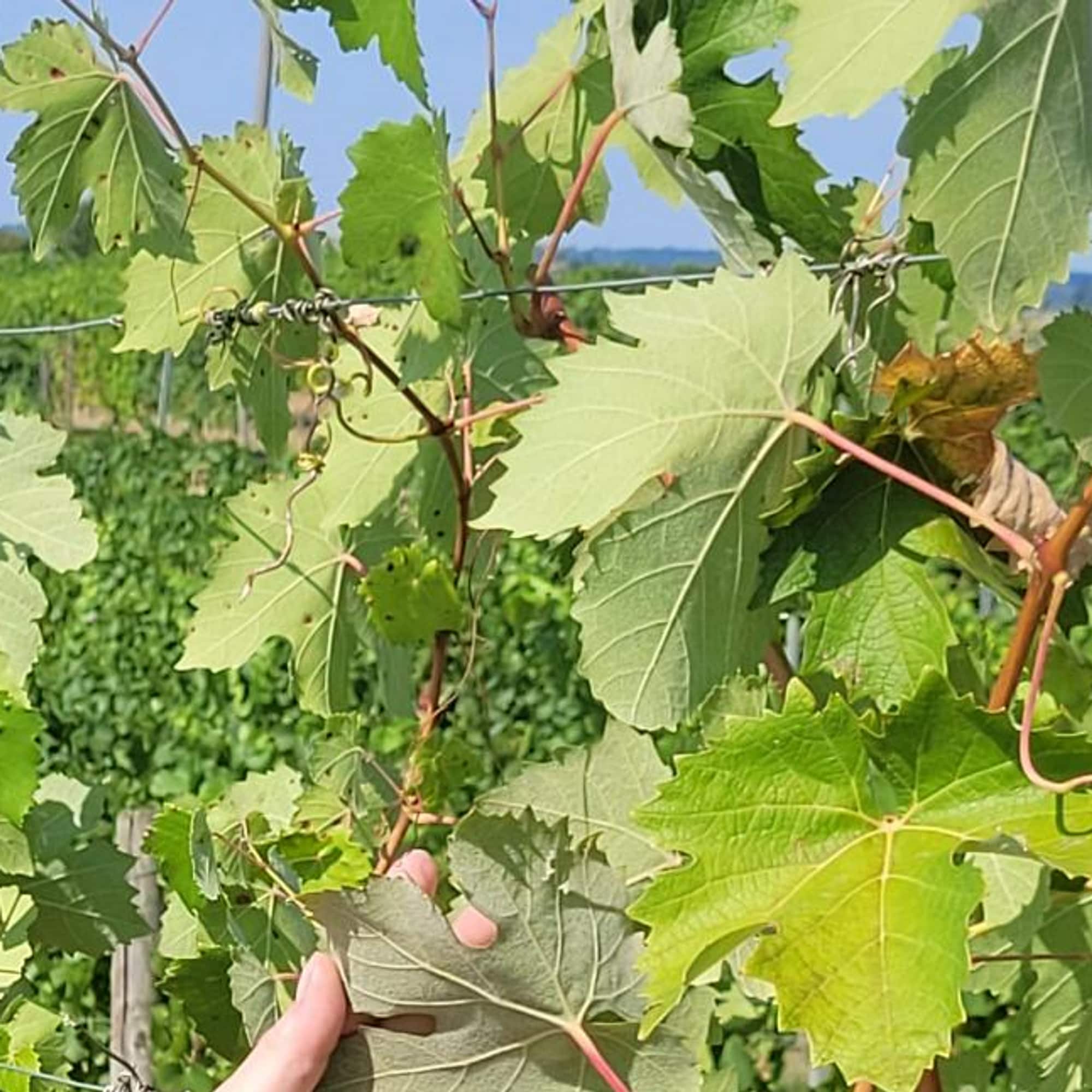 Vinblad som snur seg pga tørke