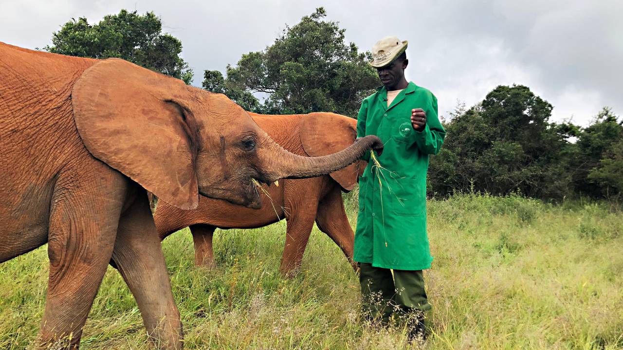 Elefant og dyrepasser