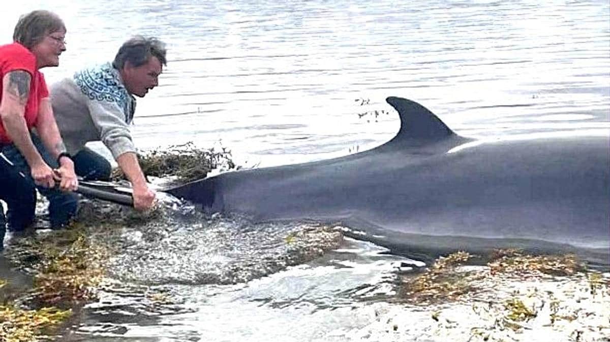 Hvalen på Rolvsøya er reddet