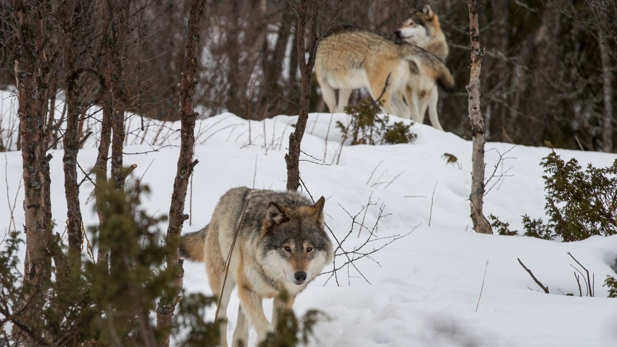Starter den største ulvejakta i moderne tid i Sverige