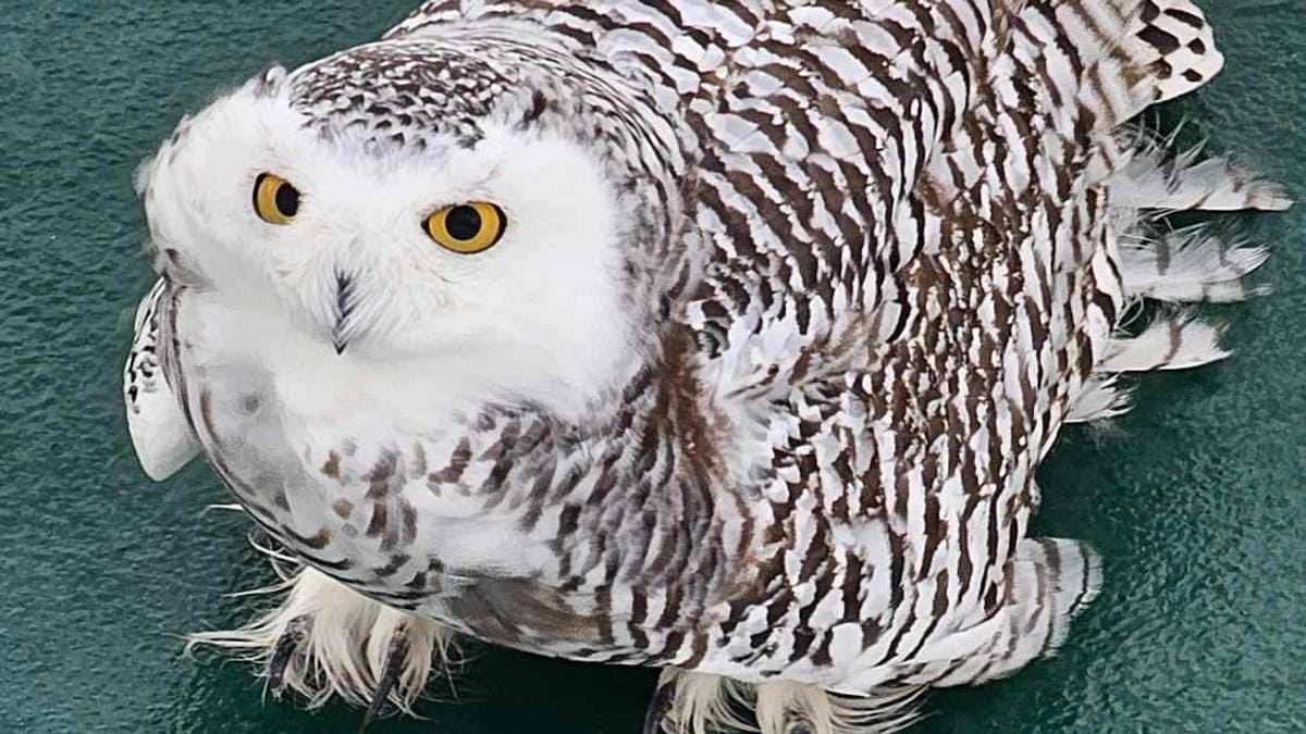 Sjelden snøugle landet på båt ved Lofoten